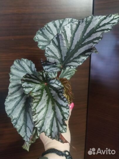 Бегонии Кейн