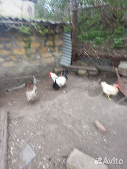 Птицы домашние куры
