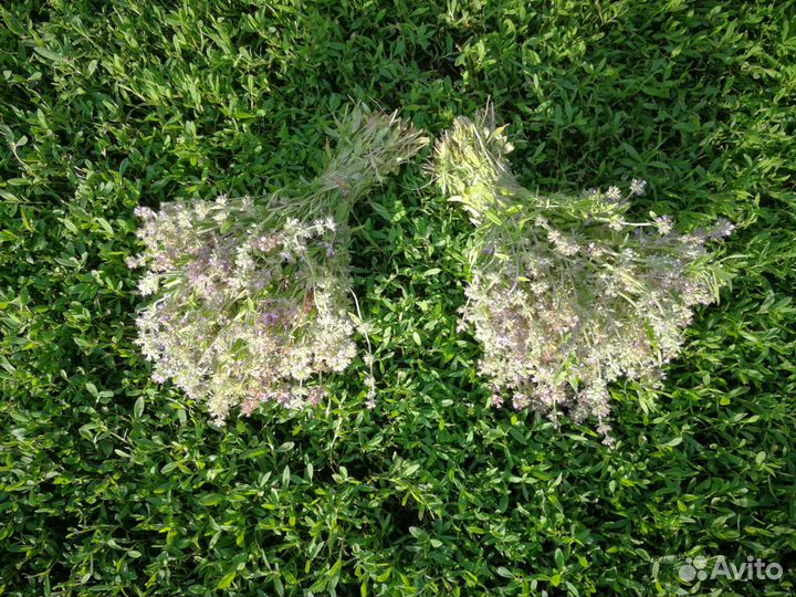 Травы для чая и бани