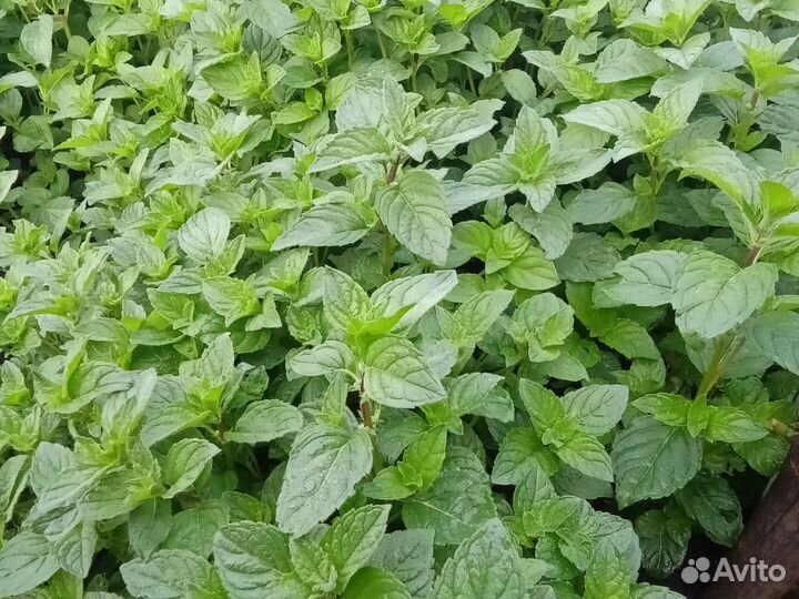 Рассада мята