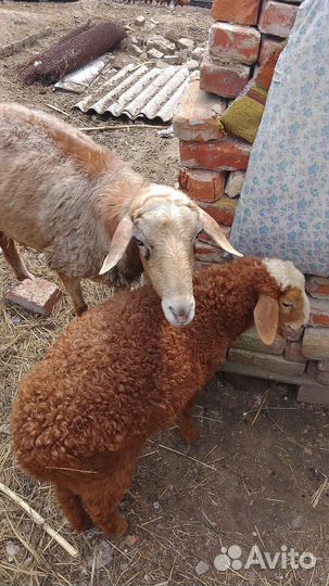 Овцы бараны ягнята оптом