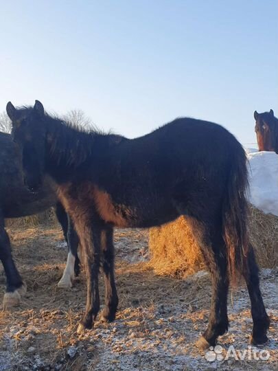 Лошадь,жеребец,жеребята