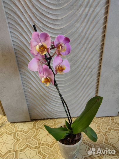 Орхидеи фаленопсис