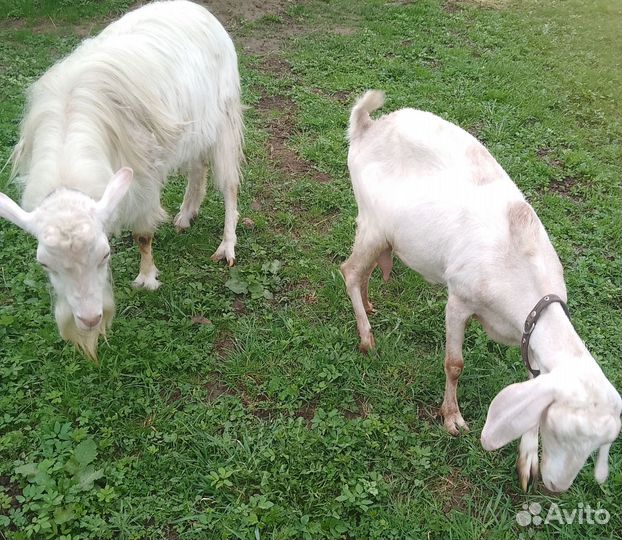 Продам козочек