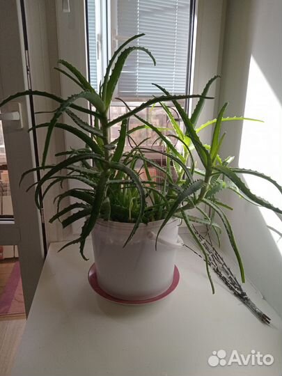 Комнатные цветы алоэ