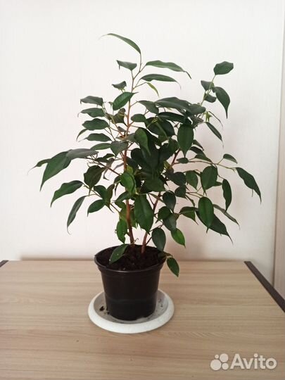 Фикус бенджамина даниэль