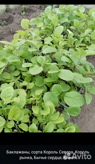 Рассада помидор, баклажанов, перца