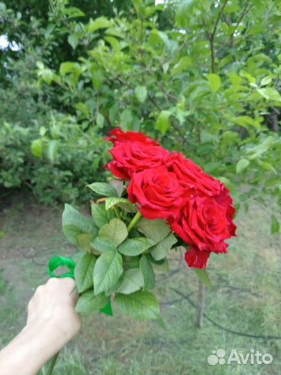Цветы Розы
