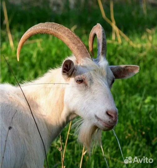 Коза дойная