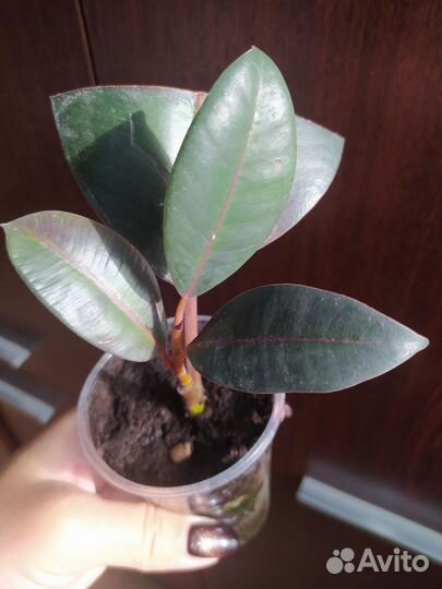 Фикус каучуконосный 