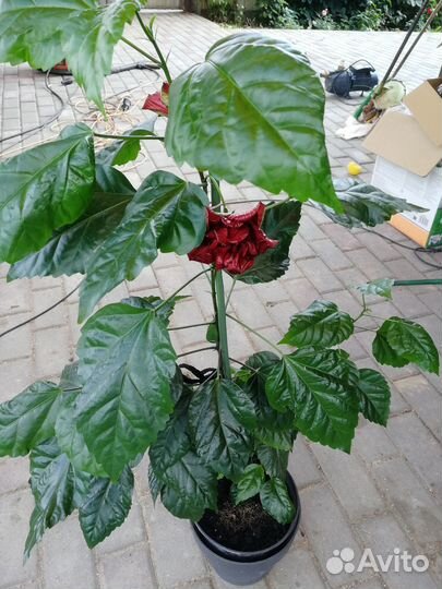 Гибискус китайская роза