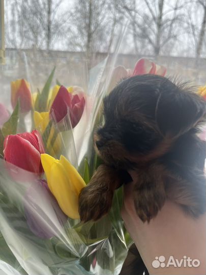 Родились 02.03.2025г щенки йорков(бронируем )