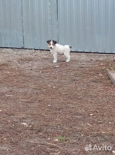 Щенки фокстерьеры