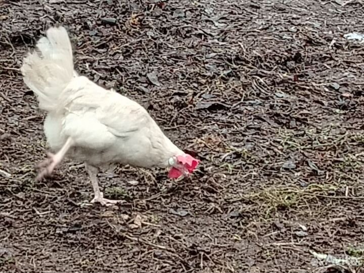 Яйца для инкубации