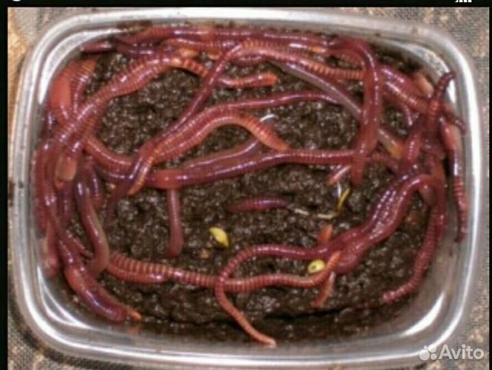 Наживка для рыбалки оптом и в розницу