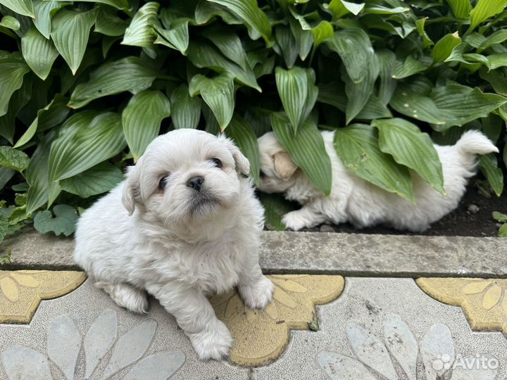 Пекинесики