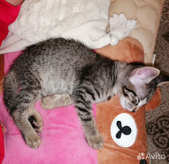 Котенок ищет семью