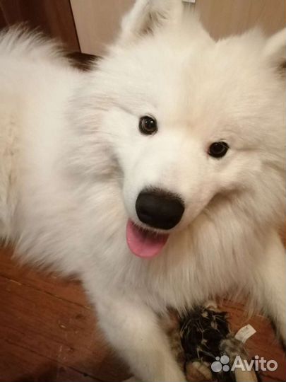 Самоед для вязки