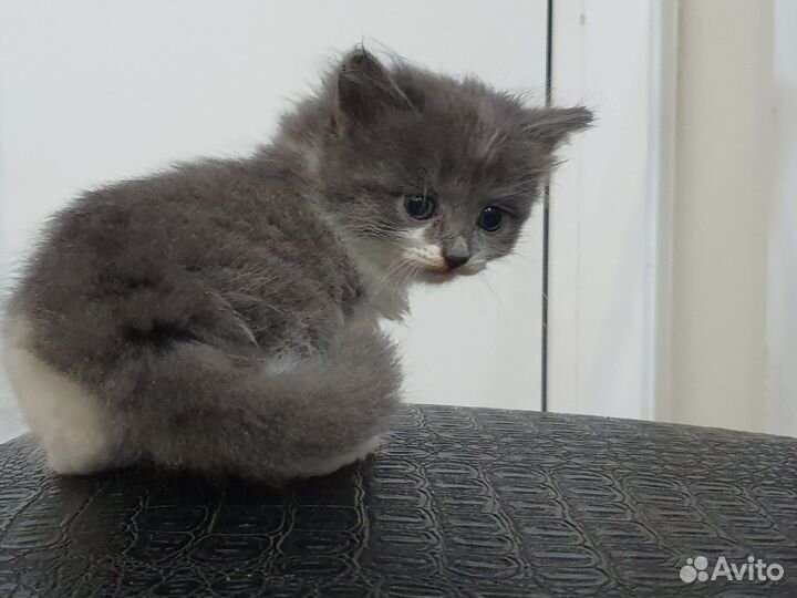 Отдам бесплатно