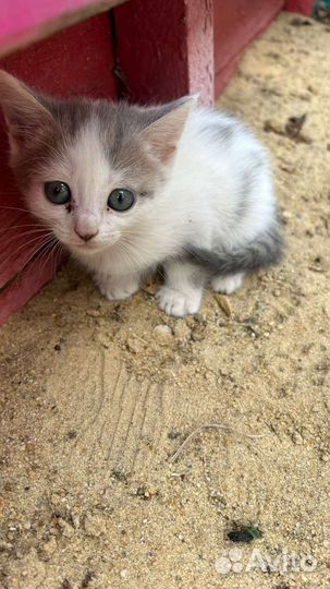 Котята