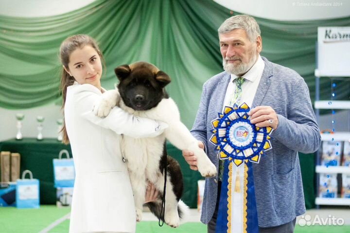 Хендлер. Выставки собак