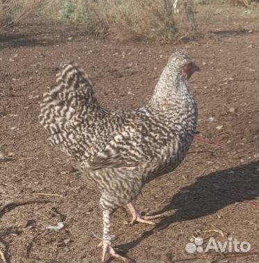 Молодые петушки