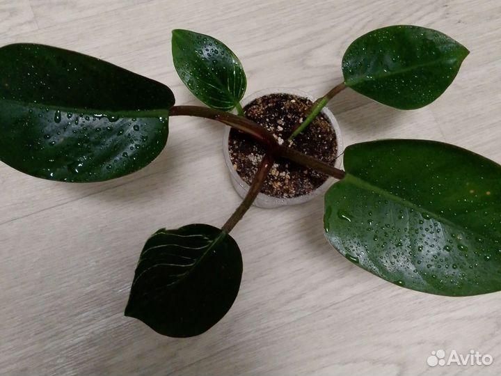 Филодендрон