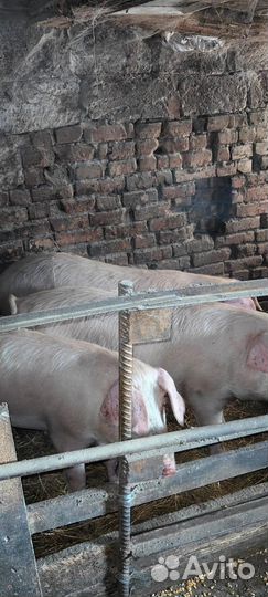 Продам поросят