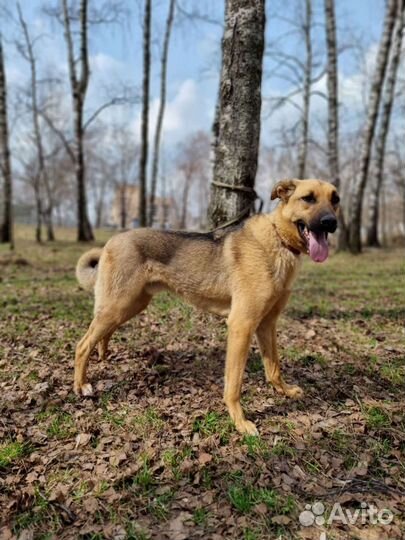 Не нужный пёс ищет дом