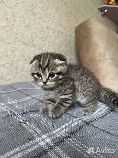 Шотландские вислоухие котята