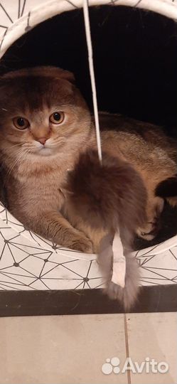 Вязка кот Золотая шиншилла