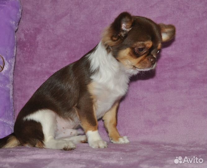 Самарский бриллиантик