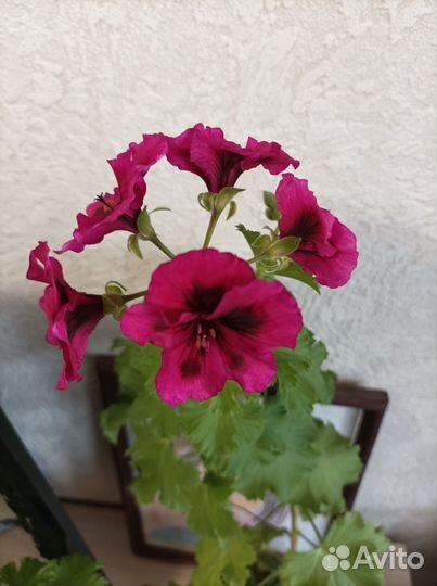 Пеларгония герань королевская