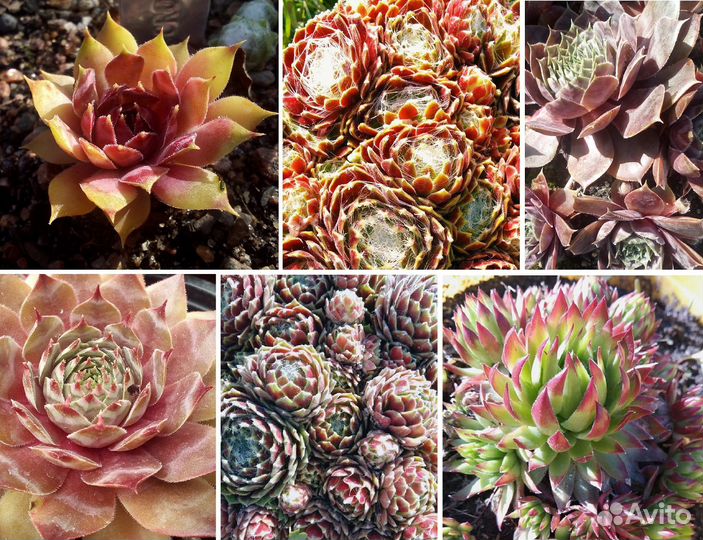 Красивые сорта молодило