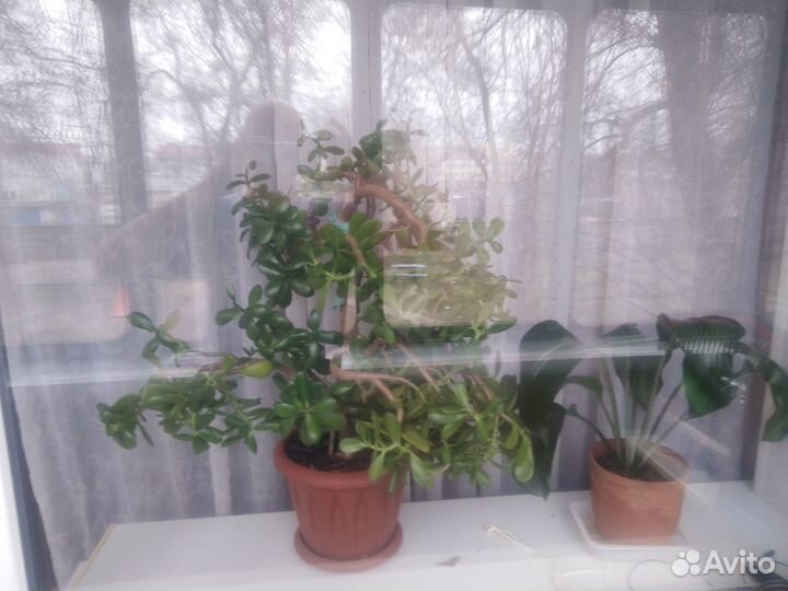 Денежное дерево (толстянка)