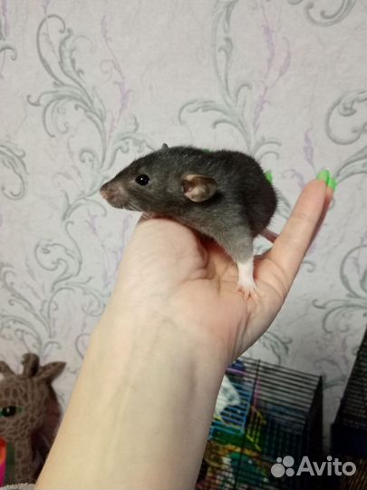 Крыски дамбо