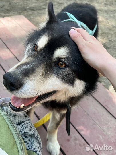 Собака в добрые руки