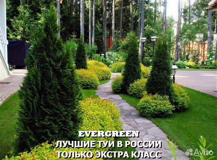 Туи брабант