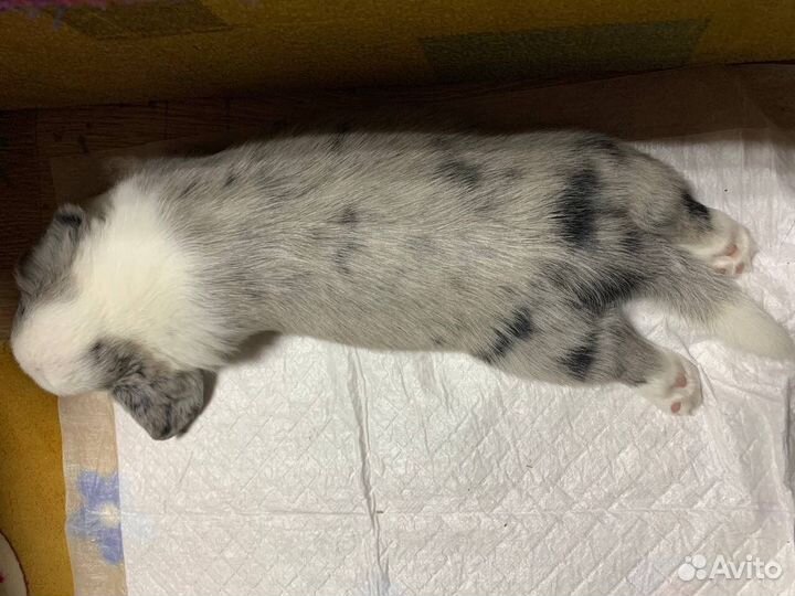 Вельш-корги щенки