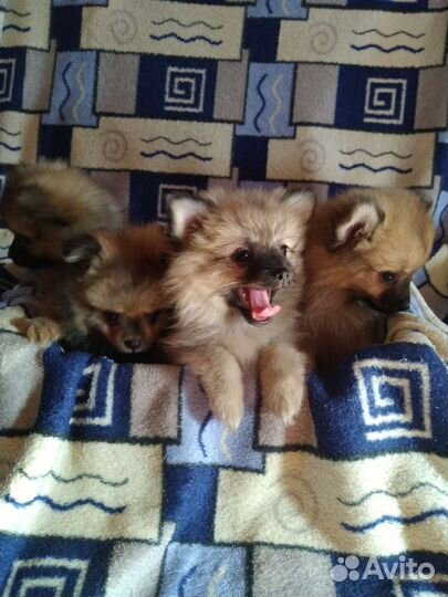 Померанский шпиц