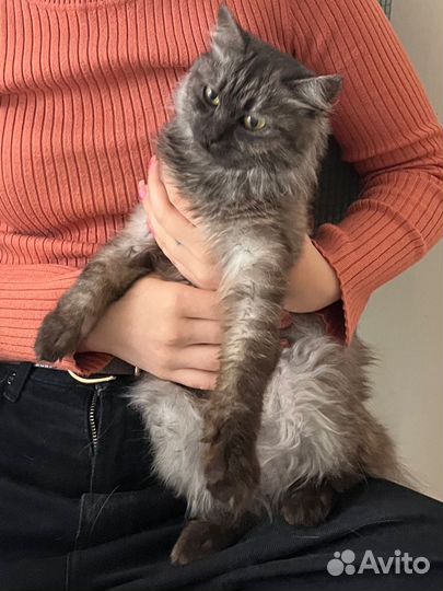 Кошка ласкушка