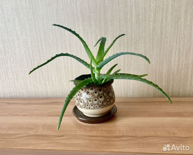 Алоэ лекарственный