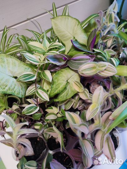 Сигнониум, Хлорофитум, Традесканция