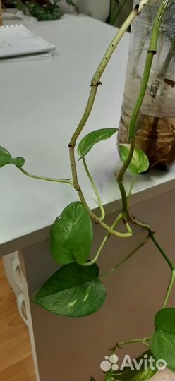 Комнатные растения