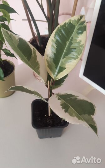 Фикус эластика Тинеке