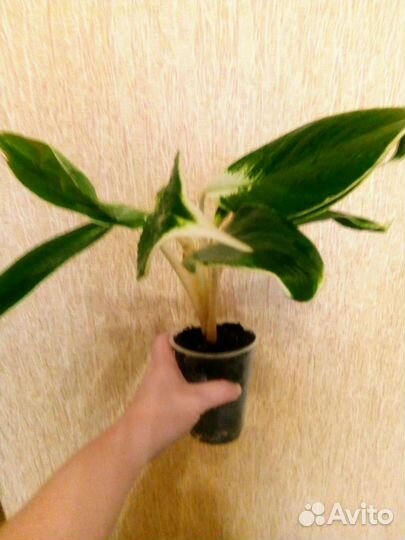 Аглаонема (йок канхана )