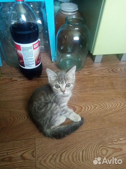 Кошка в дар бесплатно