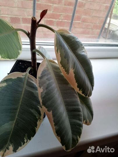 Фикус тинеке