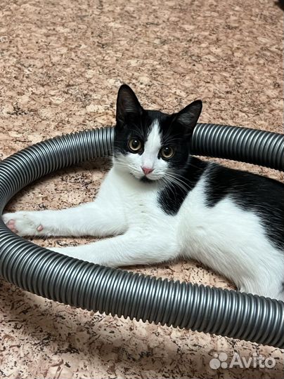 Котенок девочка