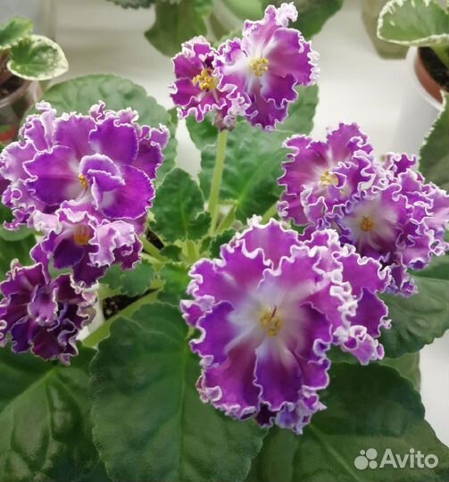 Фиалки сортовые- наборы